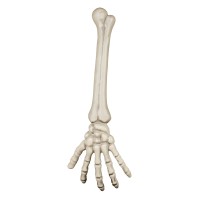 Skelet arm 46cm