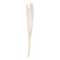 Pampas gras decoratie gedroogd naturel