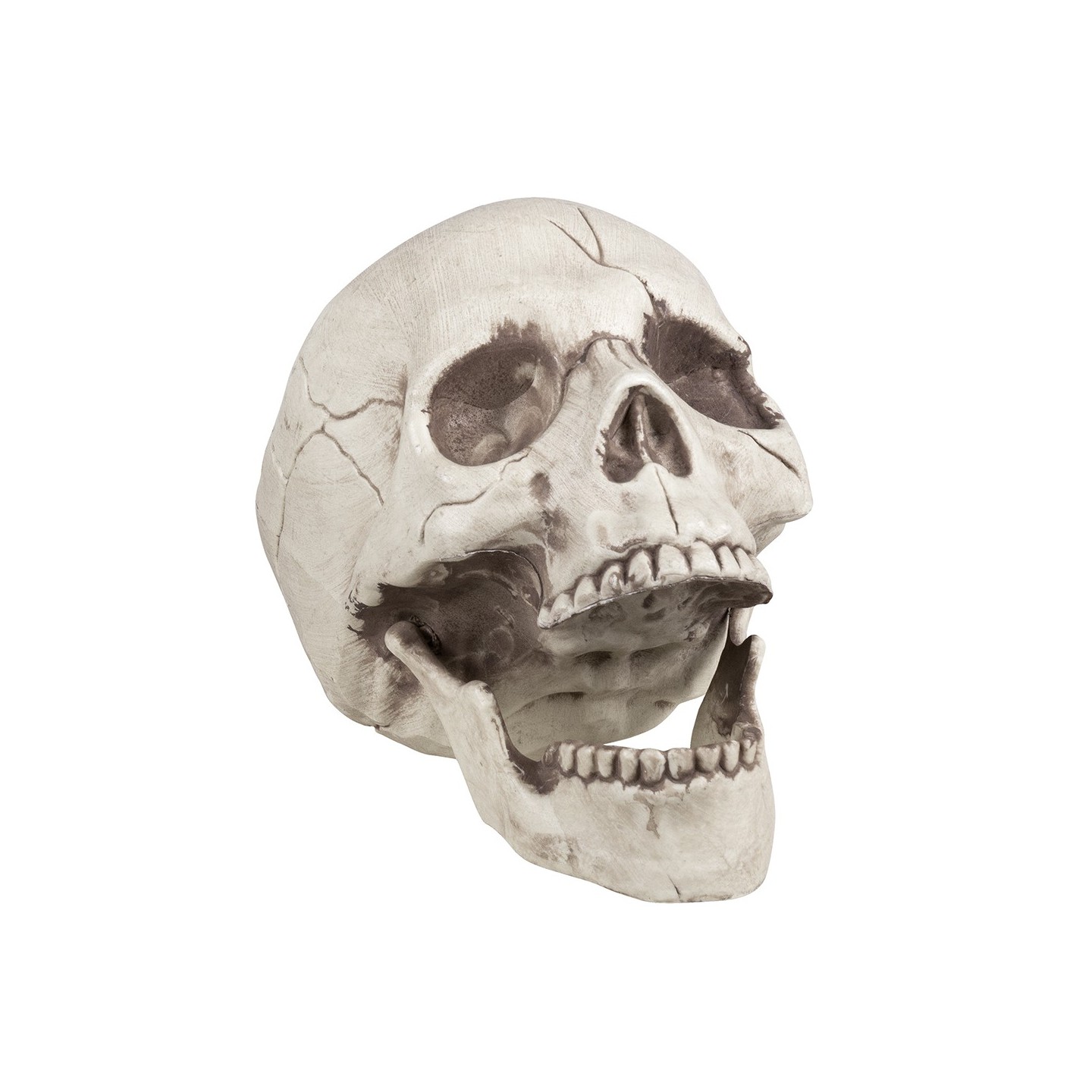 de sneeuw marathon Mentor Halloween decoratie doodskop - schedel | Jokershop.be